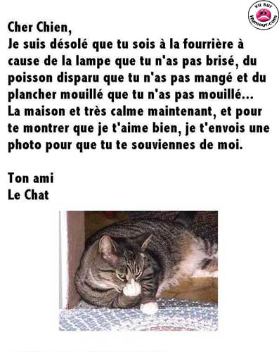 le chat